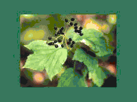Alt-Leaf