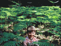Alt-fern
