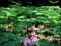 fern